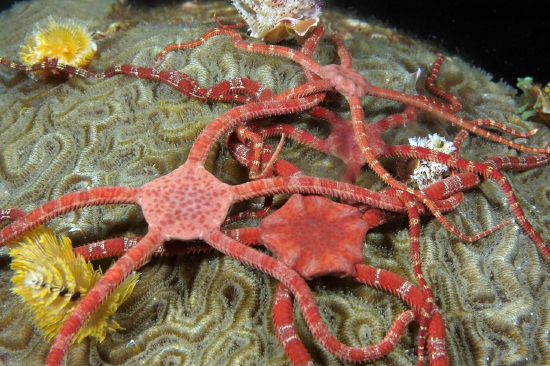  Ophioderma rubicunda (Ruby Brittle Star)